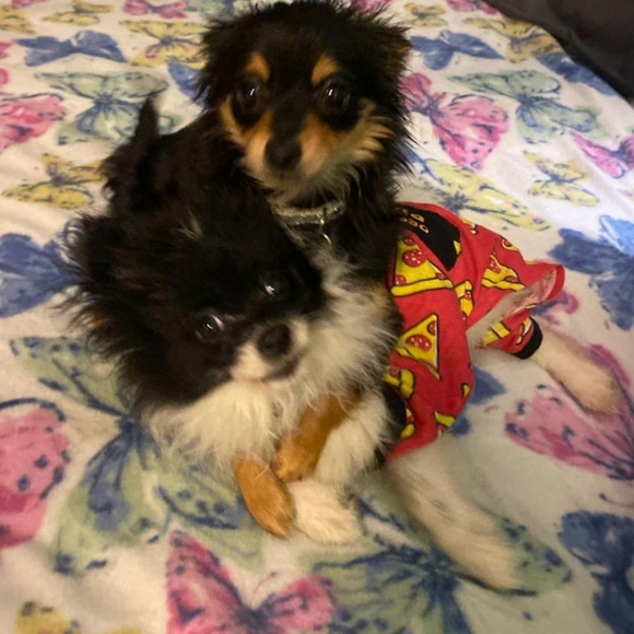 Meet your Posher, Chandra - Picture 2 of 2